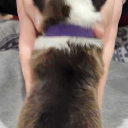 Shetland Sheepdog Puppies from Terri  Riley