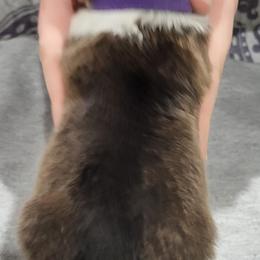 Shetland Sheepdog Puppies from Terri  Riley