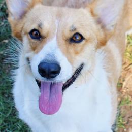 Pembroke Welsh Corgis from Corgis in Paradise