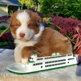 Dean - Red tri-color male Australian Shepherd puppy in Olympia, Washington from Echelon Australian Shepherds