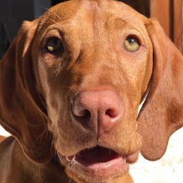 Vizslas from GT Gundogs