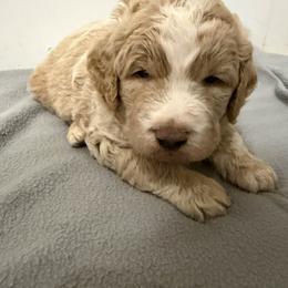 Prancer - Apricot male Aussiedoodle puppy in Edmond, Florida from Oodles of Doodles and Poodles