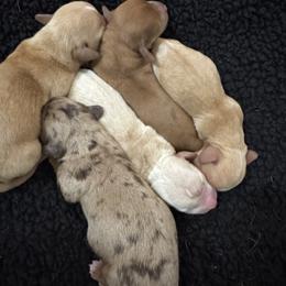 Dachshund Puppies from Silver Dach Farms