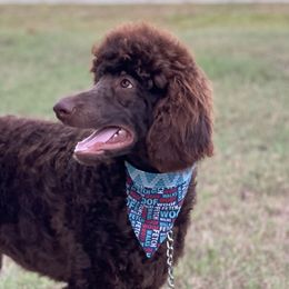 Leo - Brown Poodle puppy in Williamston, South Carolina from MuchAdoodle.com