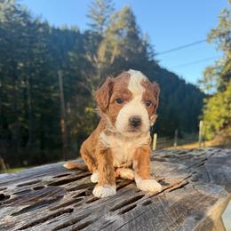 Austyn - Red  male Goldendoodle puppy in Roseburg, Oregon from Dbos Furry Friends
