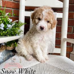 Aussiedoodle Puppies from Ridgeline Doodles
