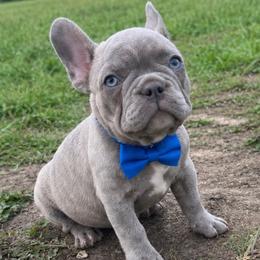 Henry - Blue male French Bulldog puppy in Ottawa, Kansas from Hey Hey Frenchies