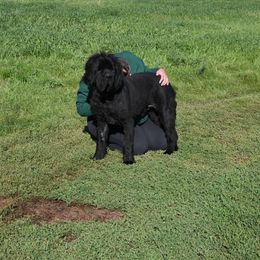 Newfoundland puppies from Bydand Newfoundlands