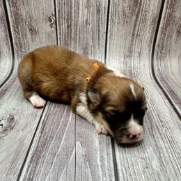 Orange Collar Boy Jingle - Red male Pembroke Welsh Corgi puppy in Paris, Kentucky from Flat Run Corgis