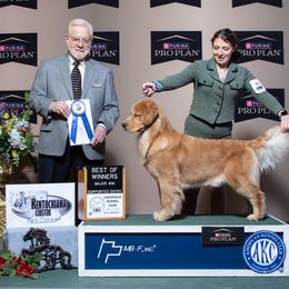 Gouda - Golden Retriever