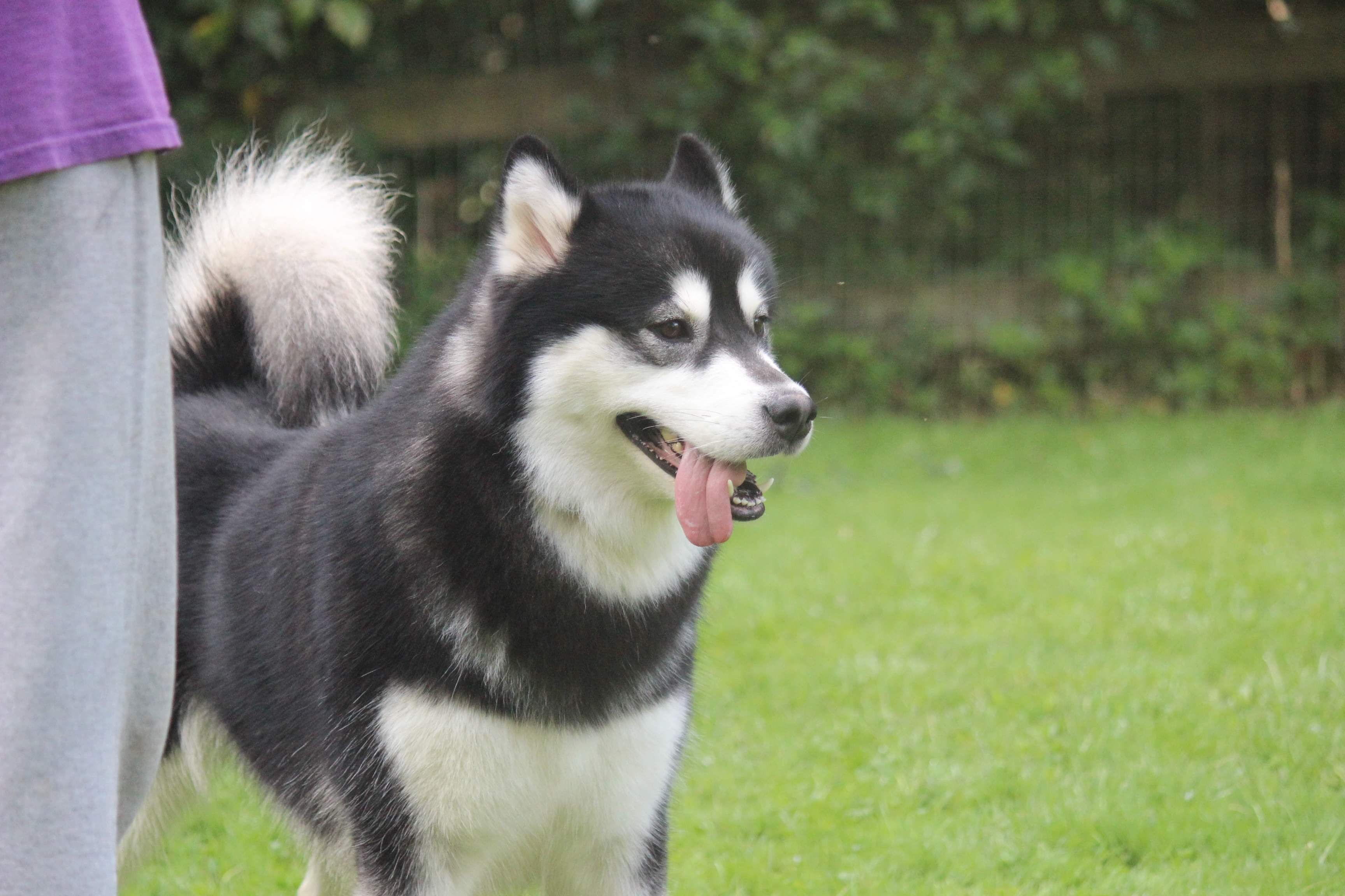 Paisley - Alaskan Malamute