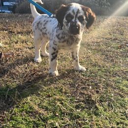 Dalmatian Puppies from Missouri Dalmatians