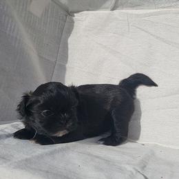 Lilly - Liver female Shih Tzu puppy in Willard, Utah from Shih-tzu Queen