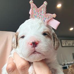 Willow - Parti female Goldendoodle puppy in Knoxville, Tennessee from Graystone Doodles