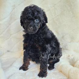 Ember - Phantom female Poodle puppy in Cleveland, Georgia from Jam's Doodles And Poodles