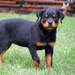 Rottweiler Puppies from VhDoggMeier Rottweilers