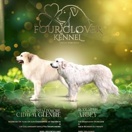 Great Pyrenees from Four Clover Kennel