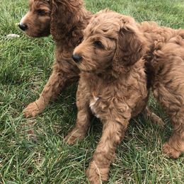 Goldendoodle Puppies from Carefree Goldendoodles