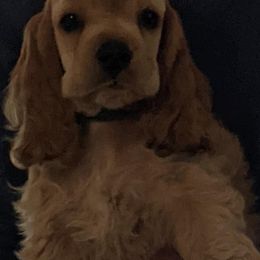 Cocker Spaniel Puppies from Jacobsen's Cockers
