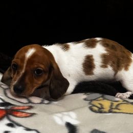 AKC Journey - Dapple female Dachshund puppy in Indiana from Dani’s Darling Doxies