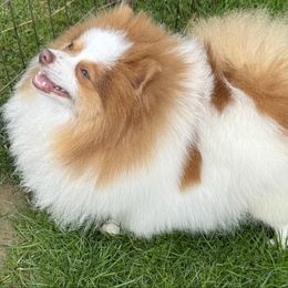 Sissy - Pomeranian