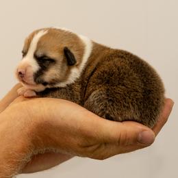 Boy 3 - Red male Pembroke Welsh Corgi puppy in Narvon, Pennsylvania from Corgi Companions (license number 18998)