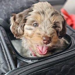 Aussiedoodle, Cavalier King Charles Spaniel, Cavapoo, and Labradoodle Puppies from Mc Doodles of Texas LLC