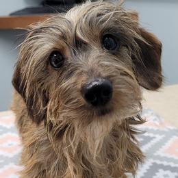 Carmella - Dachshund