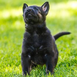 German Shepherd Puppies from Faoladh German Shepherds
