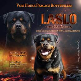Laslo - Rottweiler