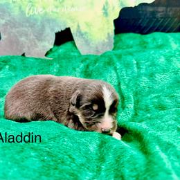 Aladdin - Black tri-color male Australian Shepherd puppy in Vernal, Utah from Dancing M Kennels