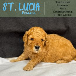 St. Lucia - Red  female Goldendoodle puppy in Paxville, South Carolina from Pack Street Pups