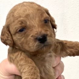 Goldendoodle Puppies from Doodles and Cavaliers