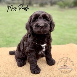 Miss Purple - Chocolate female Australian Labradoodle puppy in Hartshorne, Oklahoma from Jena Edmond