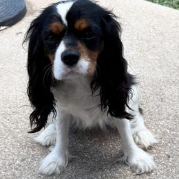 Darla - Cavalier King Charles Spaniel