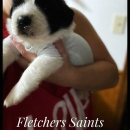 Saint Bernard Puppies from Fletchers Saints