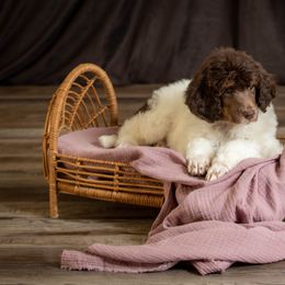 Poodle Puppies from Setting the Standard Poodles