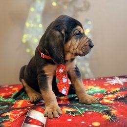 Doc Sniffer - Black and tan male Bloodhound puppy in Inman, Nebraska from Sandhill Hounds of Nebraska