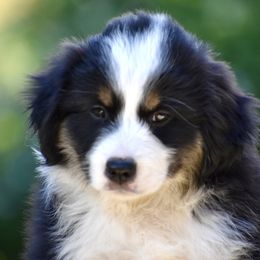 Australian Shepherd and Miniature American Shepherd Puppies from Bright Heart Aussies & Miniature American Shepherds