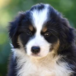 Australian Shepherd and Miniature American Shepherd Puppies from Bright Heart Aussies & Miniature American Shepherds