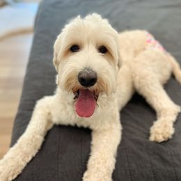 Ellie - Australian Labradoodle