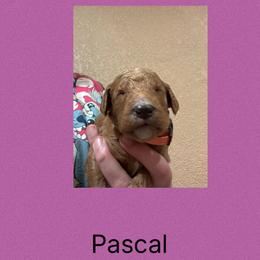 AKC Standard poodle Pascal - Apricot male Poodle puppy in Harrisburg, Arkansas from Ransone’s Ridge Runners Poodles and Doodles