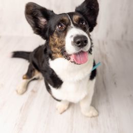 Australian Cattle Dog and Cardigan Welsh Corgi All Grown Up from Shinra Cardigans and Teyvat ACDs