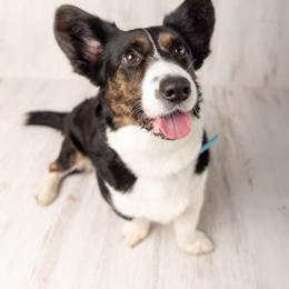 Australian Cattle Dog and Cardigan Welsh Corgi All Grown Up from Shinra Cardigans and Teyvat ACDs