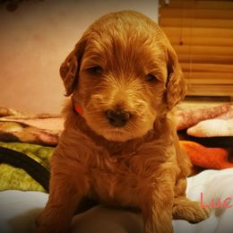 Aussiedoodle Puppies from Color Country Doodles
