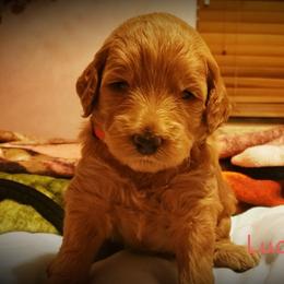 Aussiedoodle Puppies from Color Country Doodles