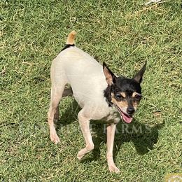 Toy Fox Terrier All Grown Up from Foxridge Farms