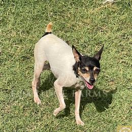 Toy Fox Terrier All Grown Up from Foxridge Farms