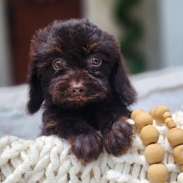 Emmett - Chocolate male Cavapoo puppy in Dothan, Alabama from Farquharson's Poodles&Doodles