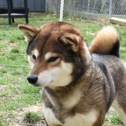 Pixel - Shiba Inu